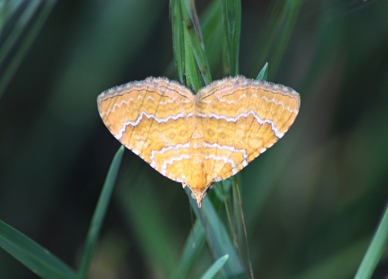 Camtogramma bilineata?